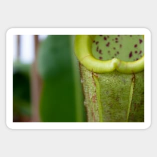 Beautiful carnivorous plant Sticker